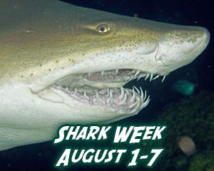 Aug. 1-7 Is Shark Week